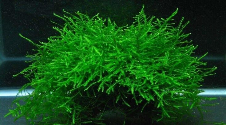 Java Moss Live Aquarium Einsteiger-Pflanzenbecken