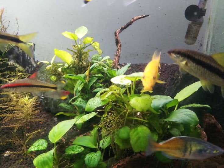 Arten, die in Aquarien mit Anubias-Pflanzen Goldalgen fressen