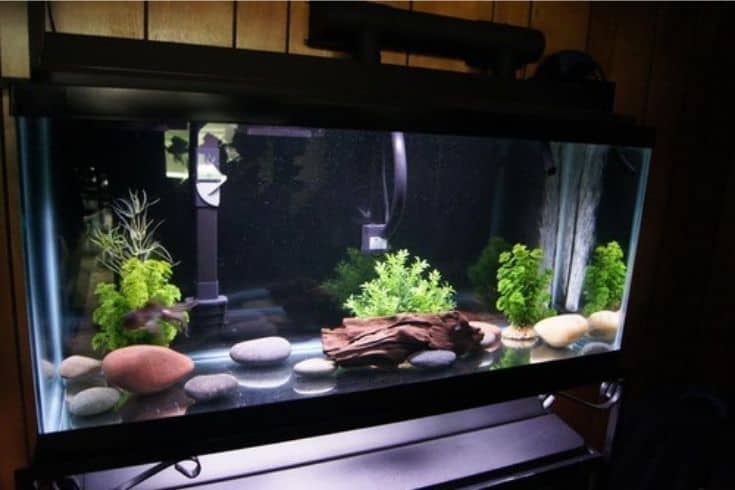 Moderner Look eines Aquariums mit Steinen, Treibholz und künstlichen Pflanzen