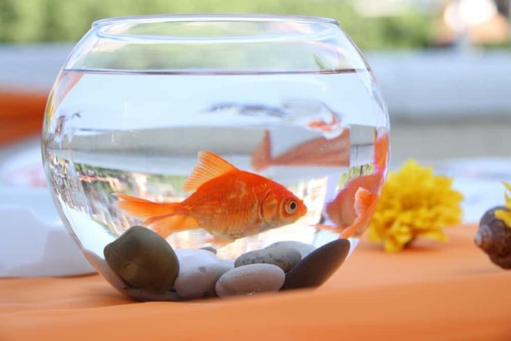 Goldfisch im runden Aquarium.