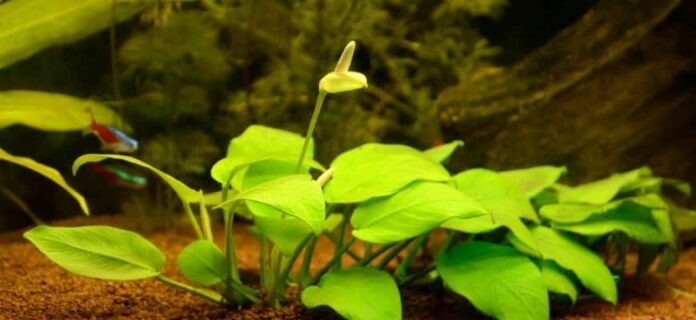 Anubias-Blume – Informationen über Unterwasserblumen 

