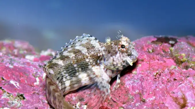 Entdecken Sie die faszinierende Welt des Blenny-Rasenmähers!