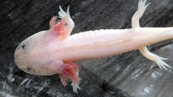 Pflege Ihres Axolotl-Babys: Vorschläge und Ratschläge