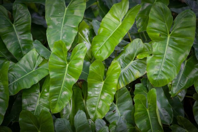 Ihre vollständigen Informationen zum Schutz von Philodendron in Aquarien 

